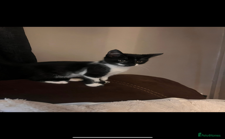 Mixed Breed cats - Advert 1