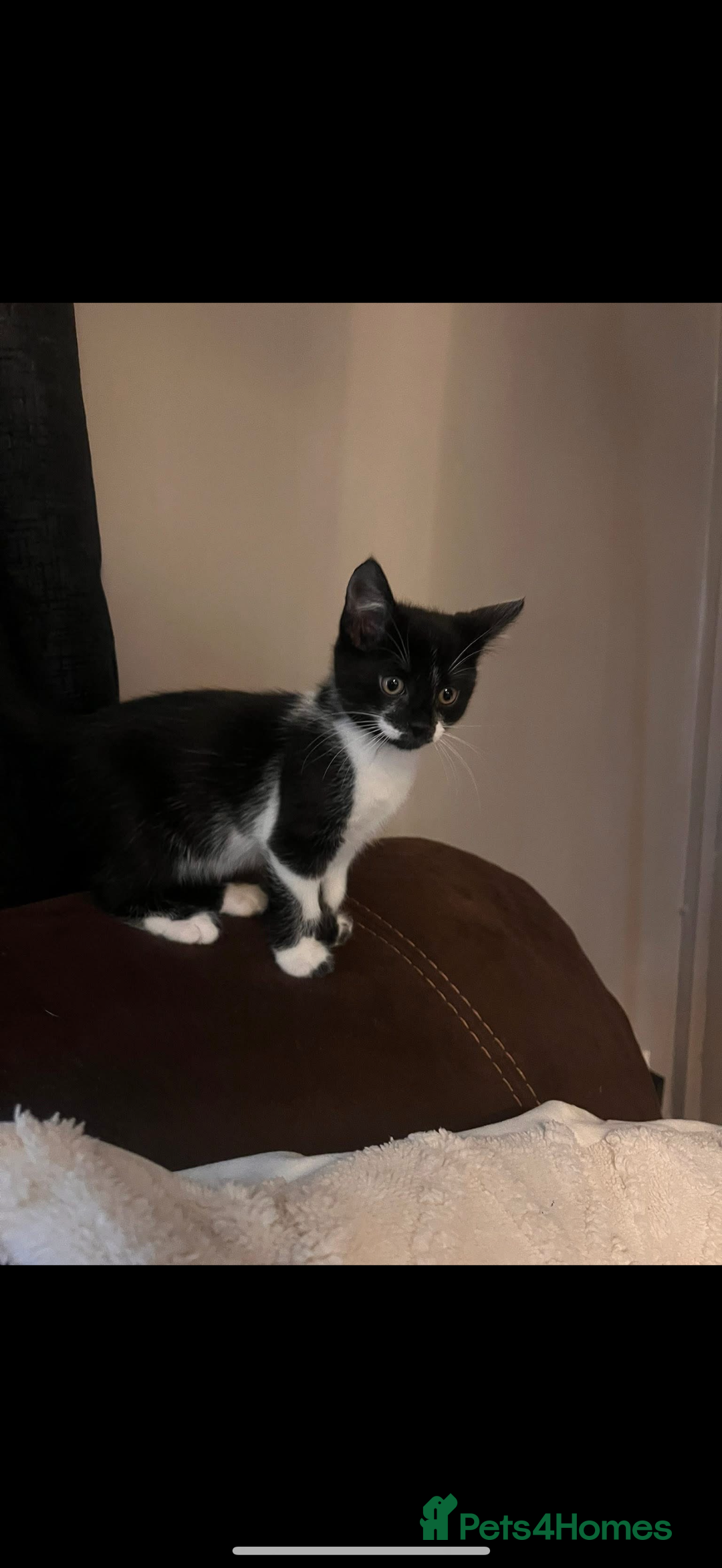 Mixed Breed cats for sale: Kittens - Image 1