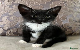 Mixed Breed cats for sale: Kitten for good home with all her belongings  - Image 1