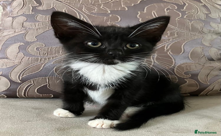 Mixed Breed cats - Advert 3