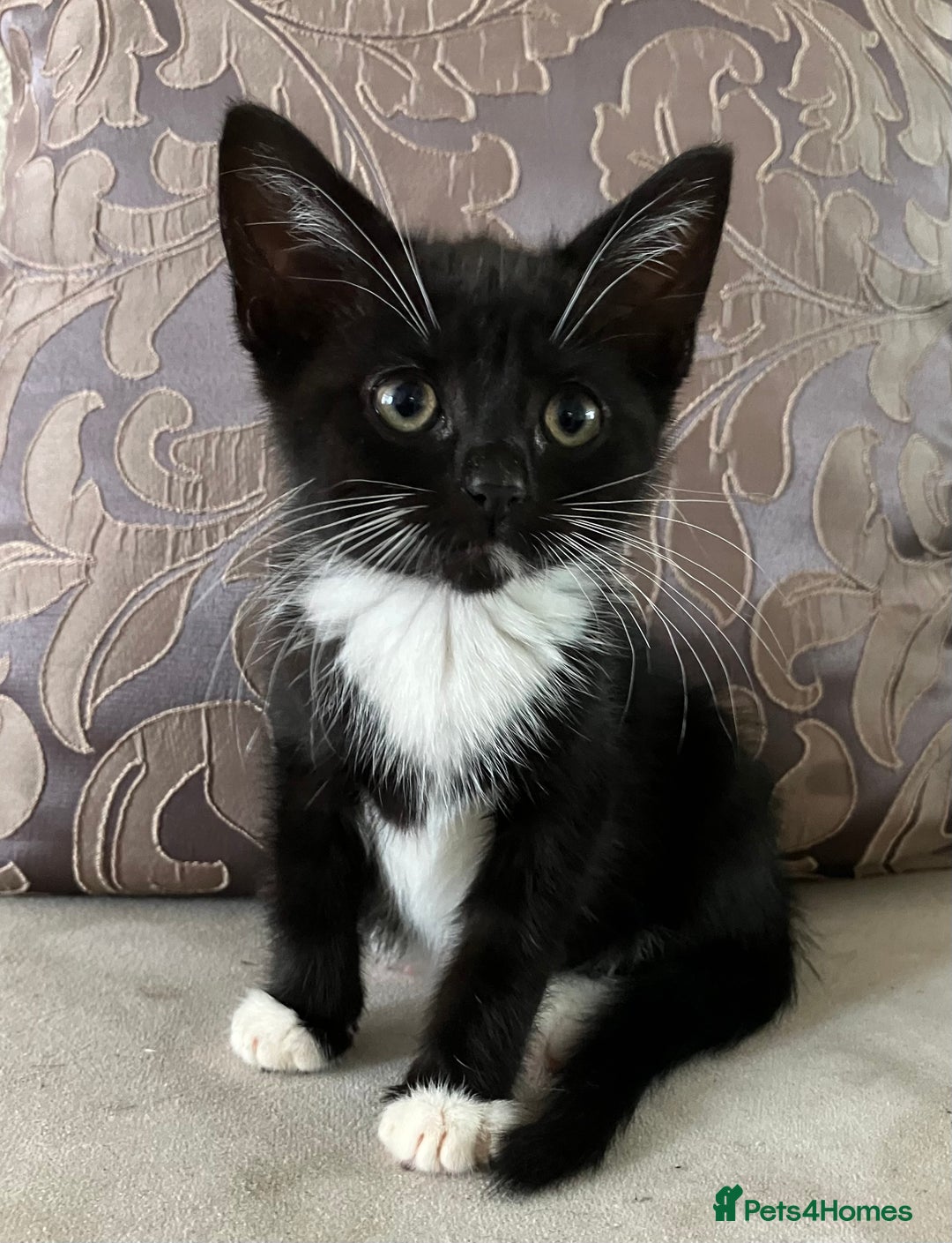 Mixed Breed cats for sale: Kitten for good home with all her belongings  - Image 1