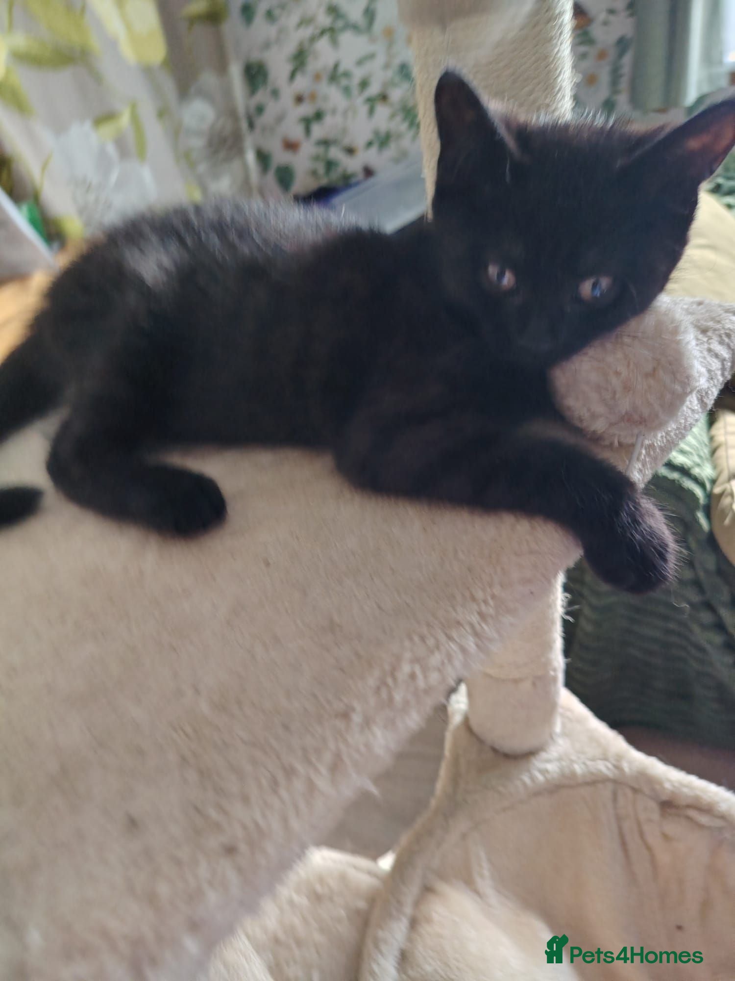 Mixed Breed cats Black kitchen (girl)  - Advert 1