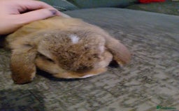 Mini Lop rabbits for sale: Beautiful Mini Lop Bunnies for sale  - Image 6