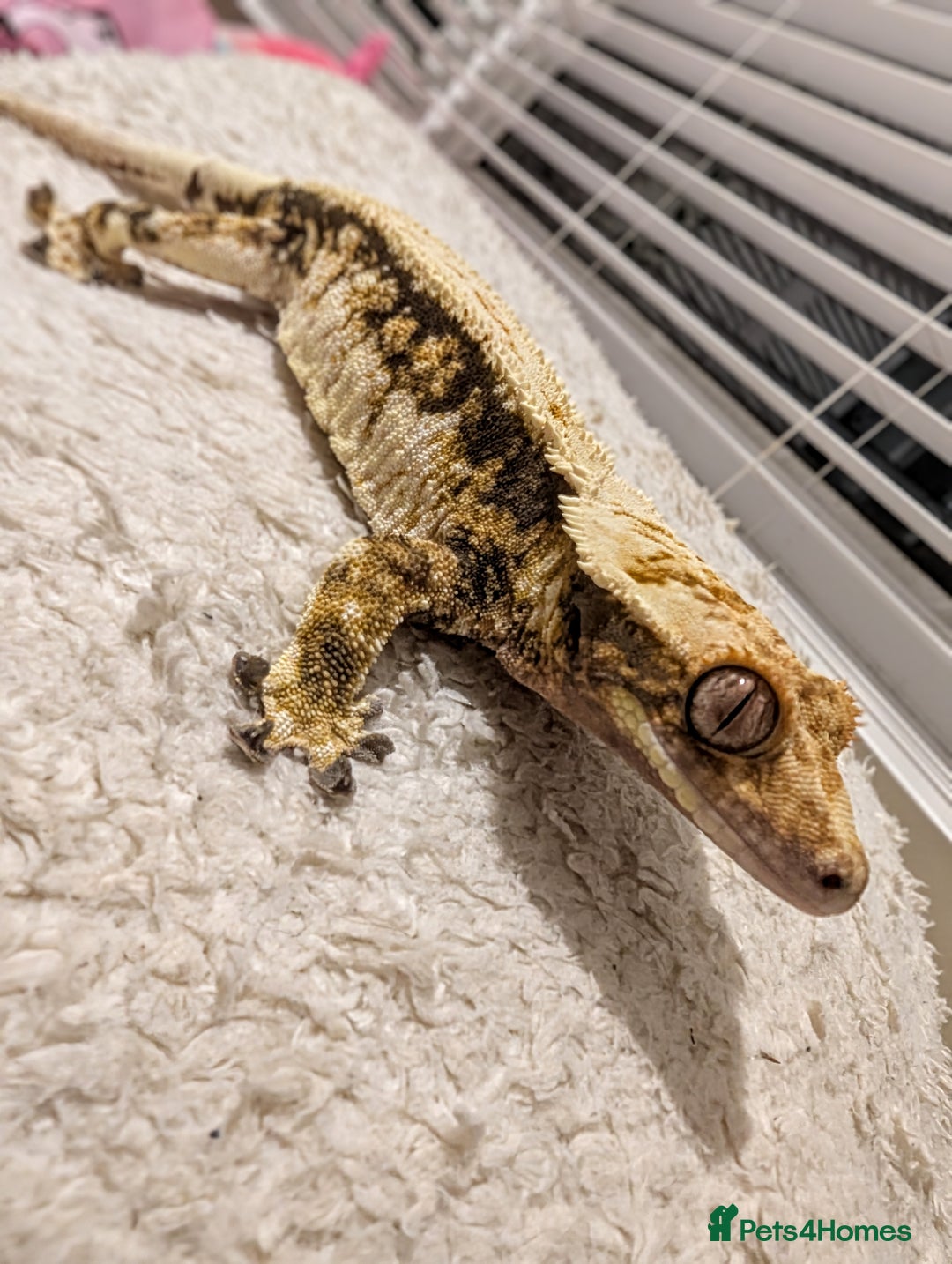 Gecko reptiles for sale: Red lilly white and tricolour crested gecko - Advert 6