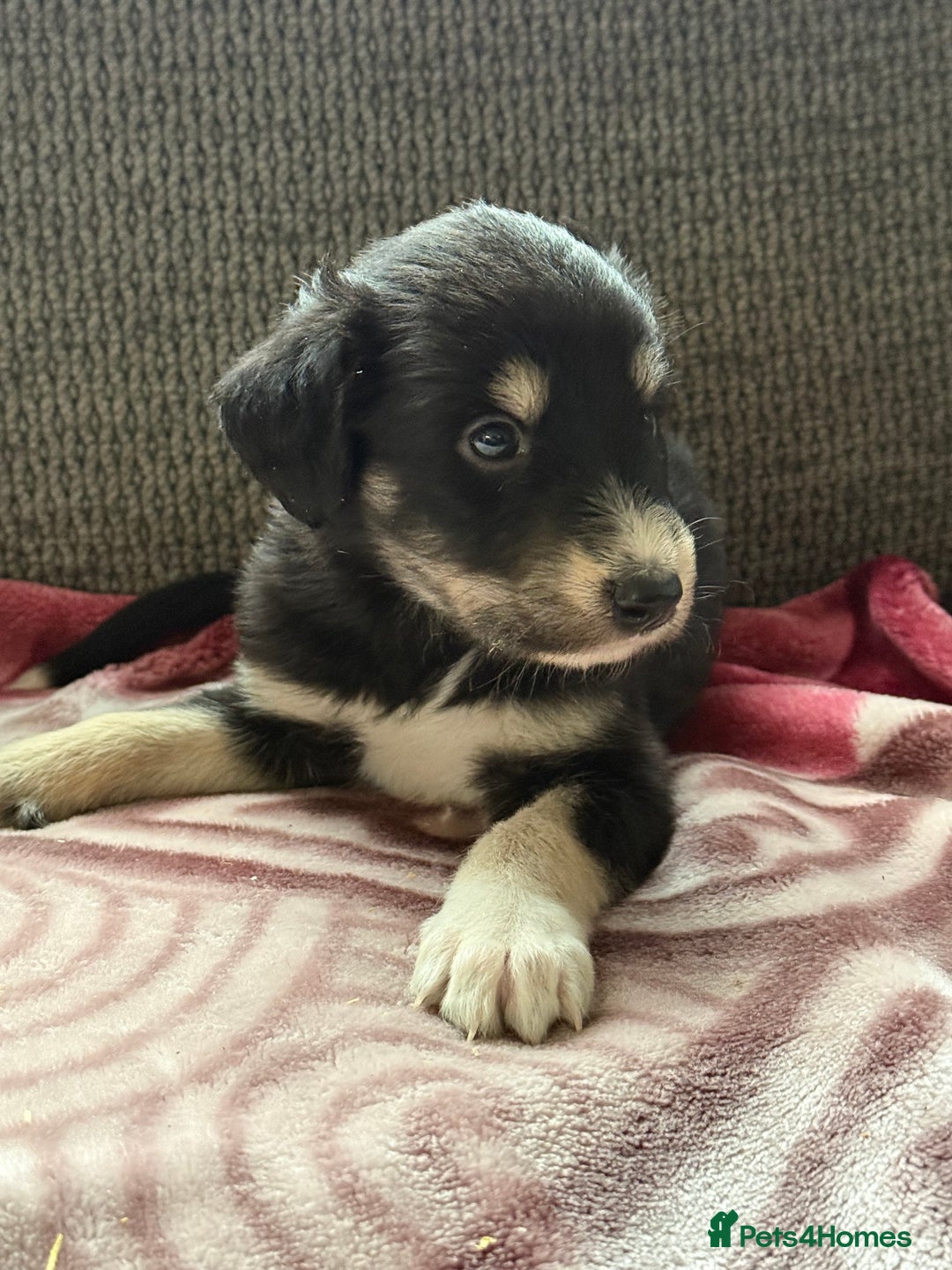 Lurcher dogs for sale: Beautiful woolly coated lurcher pups  - Advert 20