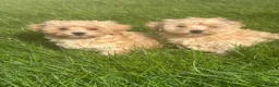 Maltipoo dogs for sale: Exceptional Maltipoos  - Advert 4
