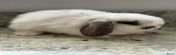 Mini Lop rabbits for sale: Beautiful mini lops - Advert 3
