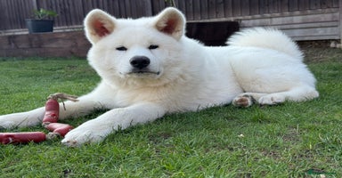 Japanese Akita Inu dogs in Northampton - Advert 8