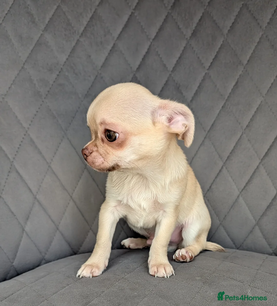 Chihuahua dogs for sale: Beautiful KC reg chihuahua puppies  - Advert 16