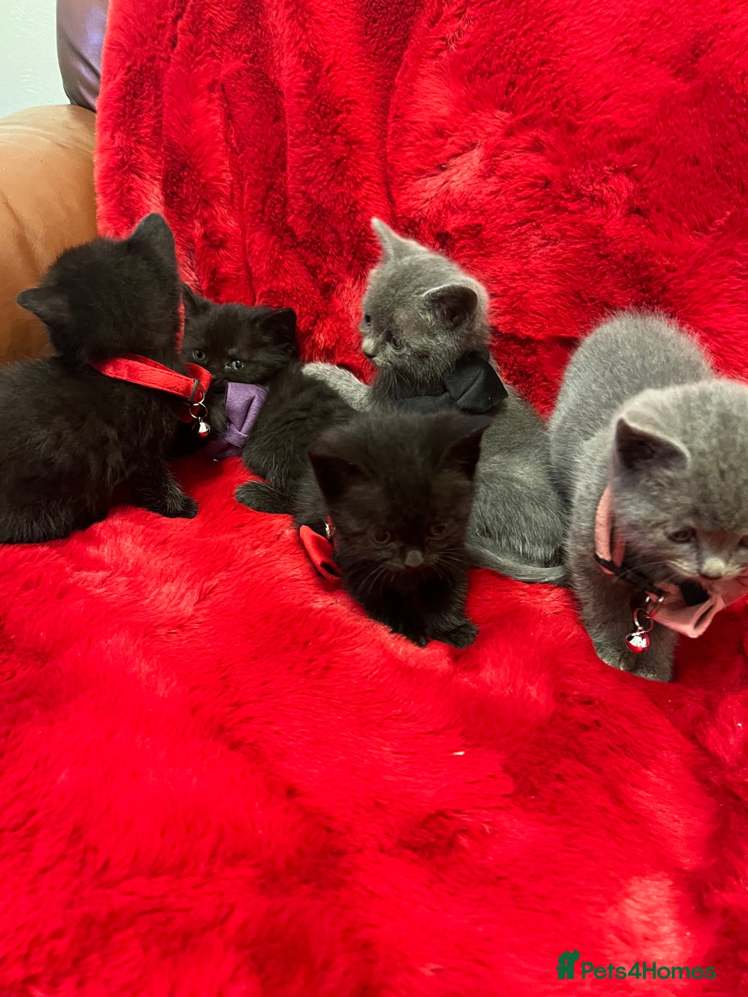 Mixed Breed cats for sale: kittens looking for a new home - Advert 14