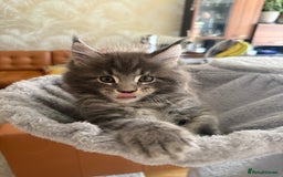 Maine Coon cats for sale: Maine Coon Kittens for sale - Image 36