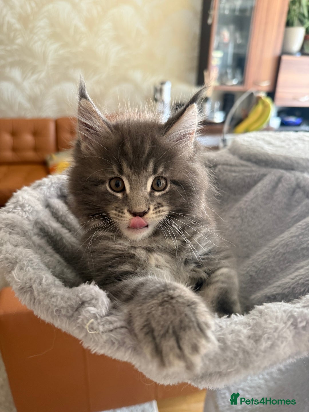 Maine Coon cats for sale: Maine Coon Kittens for sale - Image 36