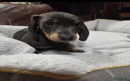 Dachshund dogs for sale: Dachshund puppies  - Image 25