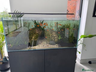 Platies fish Mickey Mouse Red Platies in Belper - Advert 2