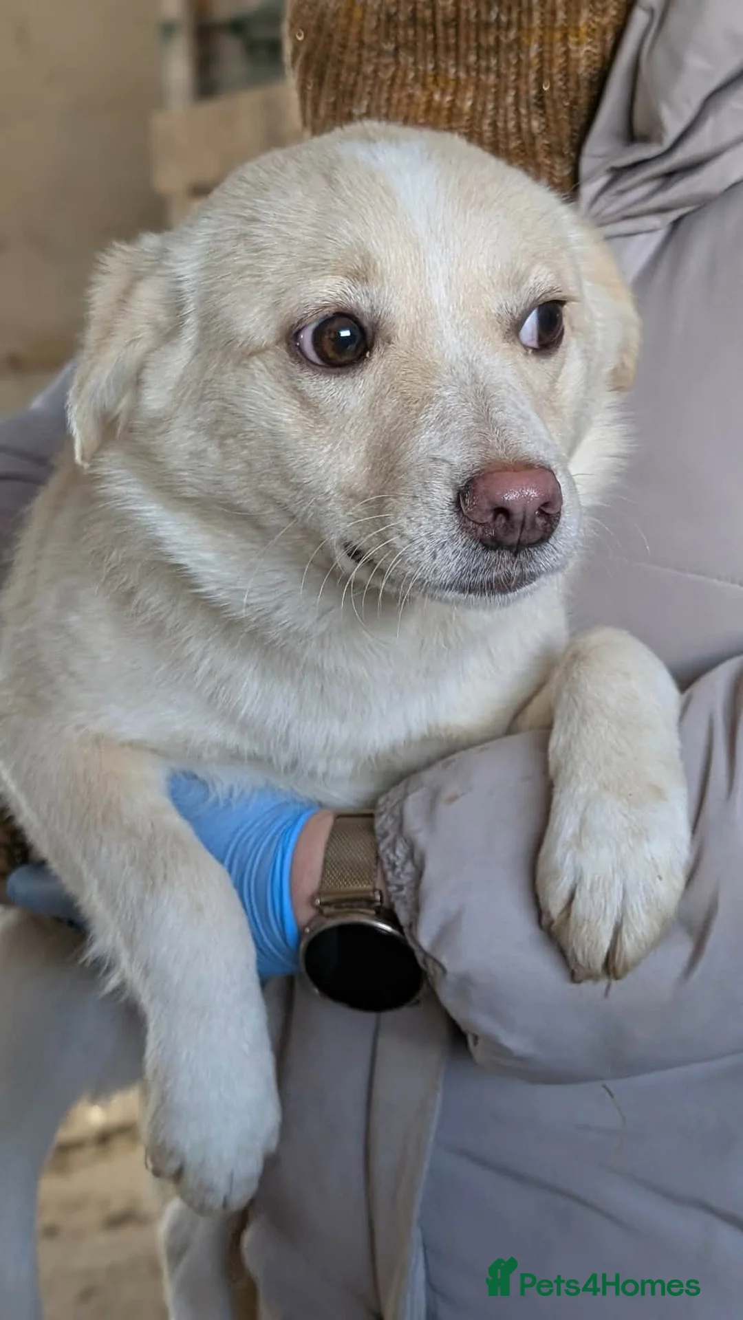 Mixed Breed dogs for adoption: Latte for adoption in Leigh-on-Sea - Advert 2