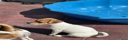 Jack Russell dogs for sale: Two gorgeous Jack Russell’s for sale in Barnsley - Advert 11