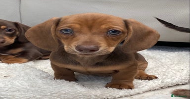 Dachshund dogs - Advert 5