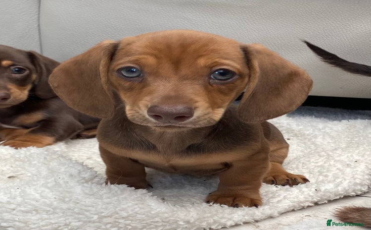 Dachshund dogs - Advert 13