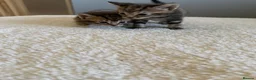 Mixed Breed cats for sale: Kittens for sale  - Advert 4