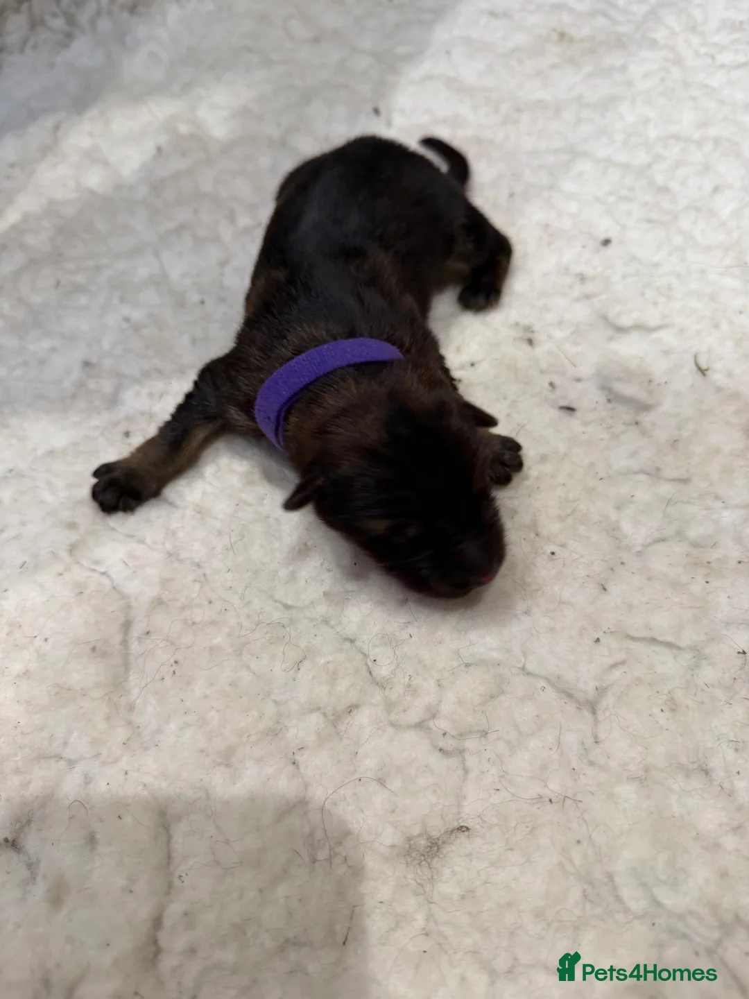 German Shepherd dogs for sale: KC LONG HAIR HEALTH TEST GERMAN SHEPHERD PUPPIES  - Advert 5