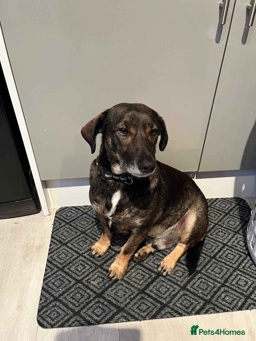 Mixed Breed dogs for adoption: Cute little Twix needs LoVE - Advert 3