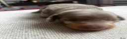 Dachshund dogs for sale: grey & white boy. Chocolate brown girl in Liverpool - Advert 11