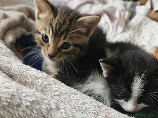 Mixed Breed cats - Advert 19