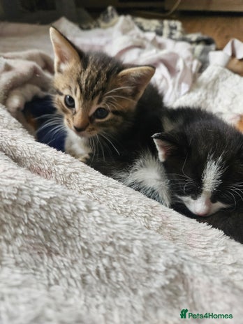 Mixed Breed cats - Advert 2