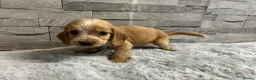 Cocker Spaniel dogs for sale: Show cocker spaniel puppies  - Advert 16