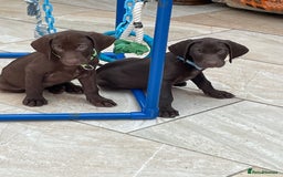 Mixed Breed dogs for sale: Stunning boys and girls available  - Image 12