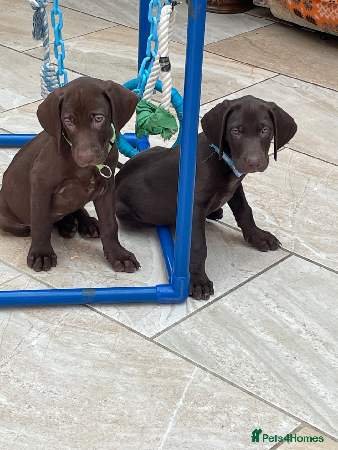 Mixed Breed dogs for sale: Stunning boys and girls available  - Image 12