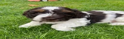 Toy Poodle dogs for stud: Stunning KC None fading Chocolate Phantom stud - Advert 5