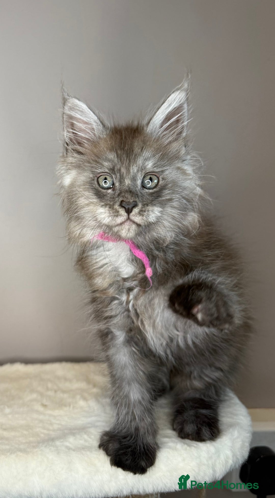 Maine Coon cats for sale: LAST Female Black Smoke Maine Coon kittens - Advert 3