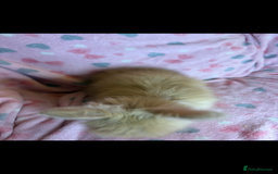 Angora rabbits for sale: Gorgeous fluffy little angora baby bunnies - Image 15