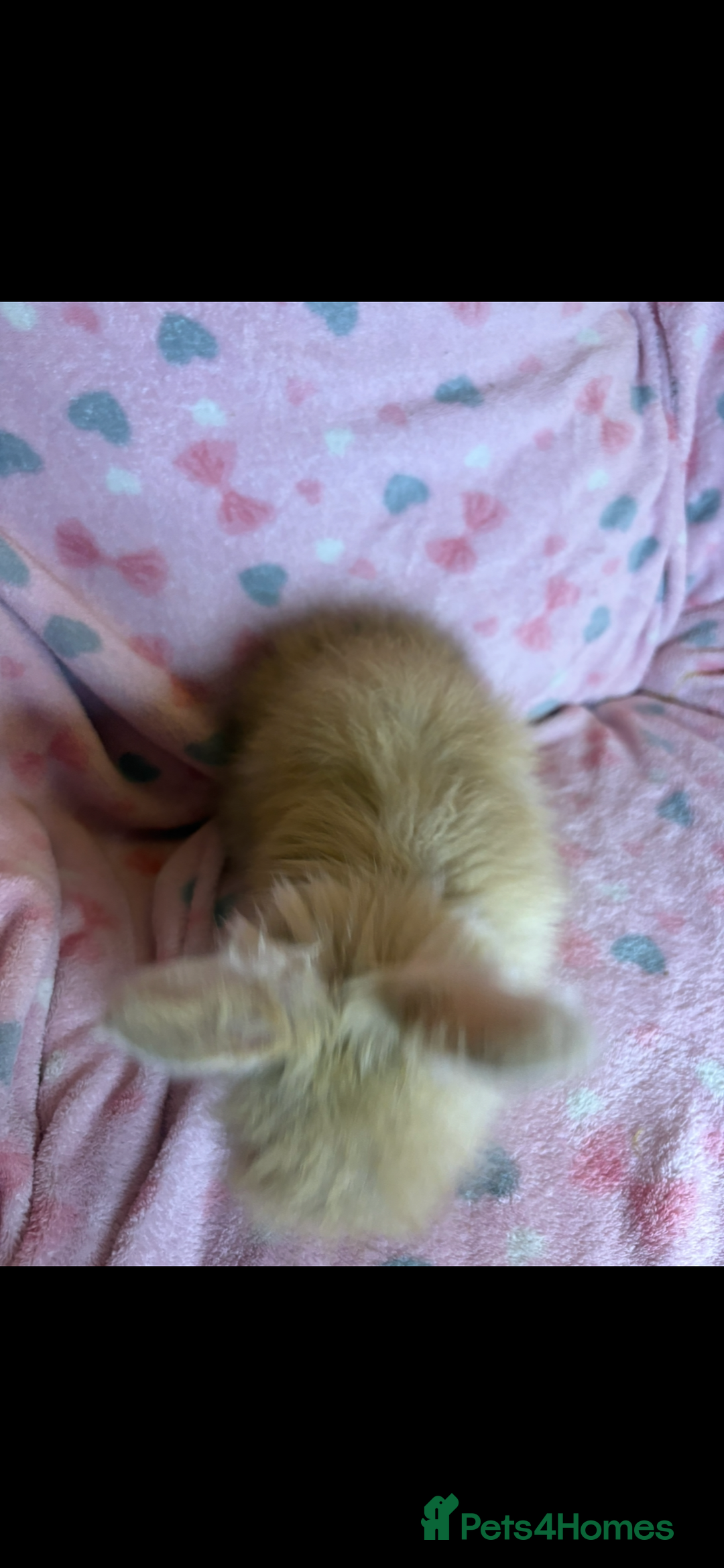 Angora rabbits for sale: Gorgeous fluffy little angora baby bunnies - Image 15