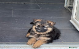 German Shepherd dogs for sale: OLD FASHION GSD PUPPIES DUE 8TH OCTOBER  - Image 17