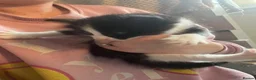 Mixed Breed cats for sale: Kittens ready for forever home  - Advert 12