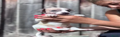 Whippet 4