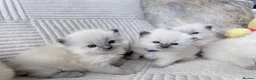 Ragdoll cats for sale: Blue Point Ragdoll Kittens for sale - Advert 27