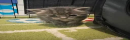 Mixed Breed cats for sale: Adorable grey kittens & tabby grey kittens  in Salisbury - Advert 21
