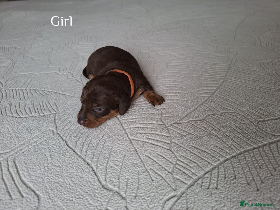 Miniature Dachshund dogs for sale: ❤️ 5 Adorable Mini Dachshund Puppies Ready to Love - Image 3