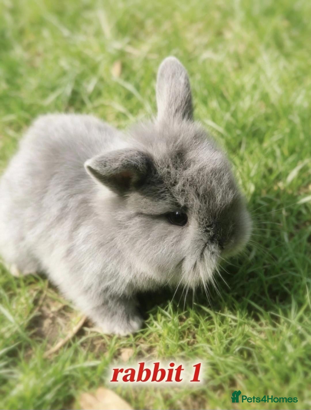 Mini Lion Lop rabbits 5 mini lion Lops ready to leave 23rd October - Advert 2