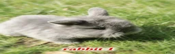 Mini Lion Lop rabbits for sale: 5 mini lion Lops ready to leave 23rd October - Advert 1