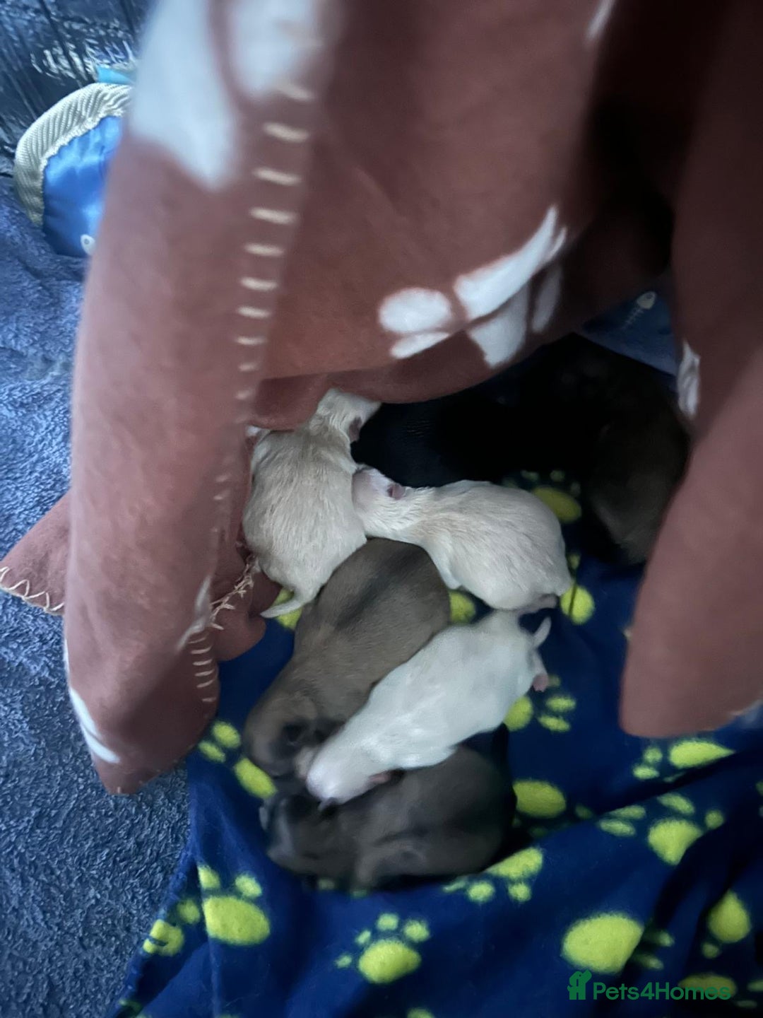 Pomeranian dogs for sale: Pomeranian Puppies 💗 - Advert 12