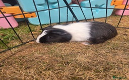 Guinea Pig rodents for sale: Lovely natured guinea pigs - Image 5