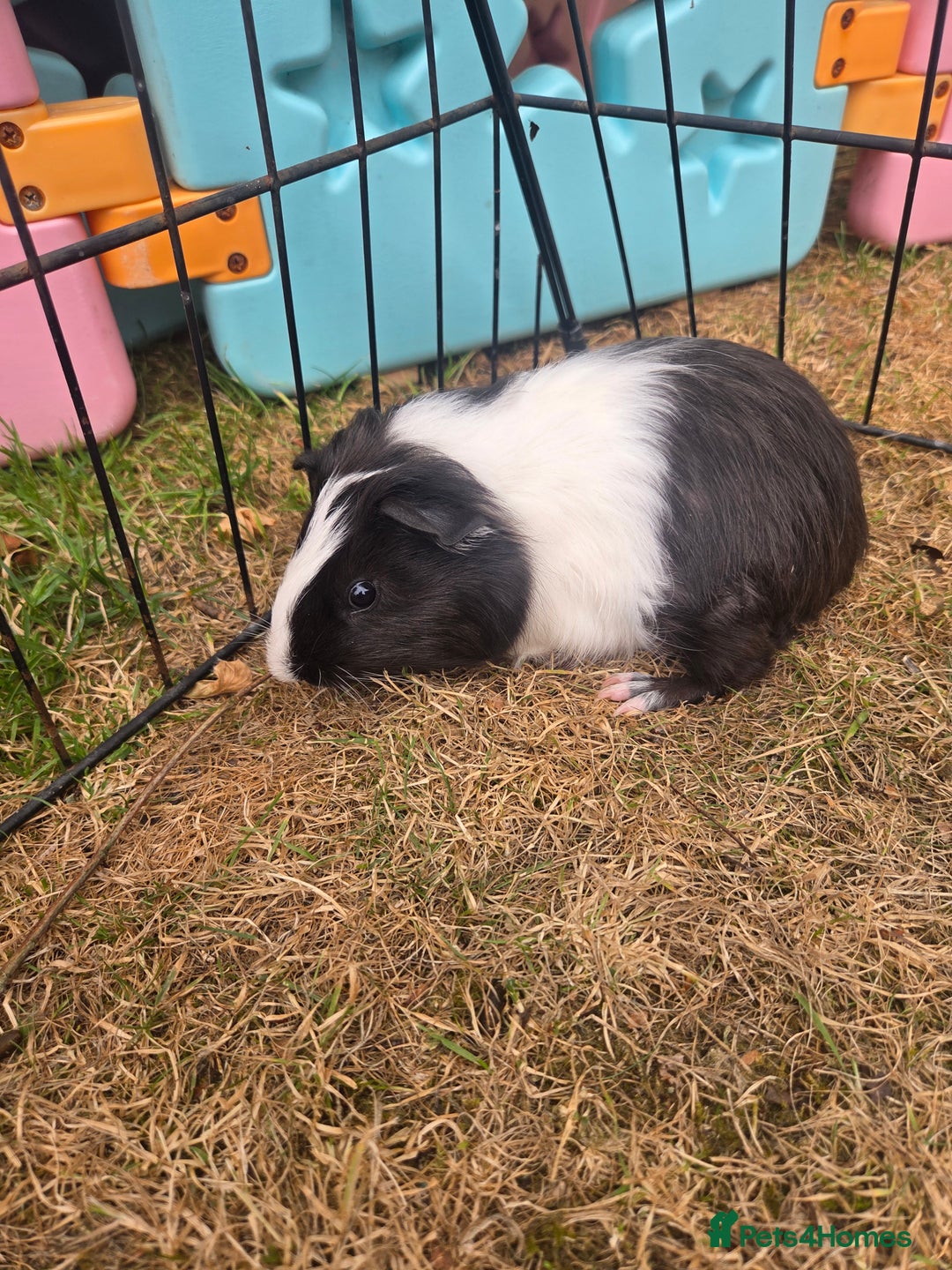 Guinea Pig rodents for sale: Lovely natured guinea pigs - Image 5
