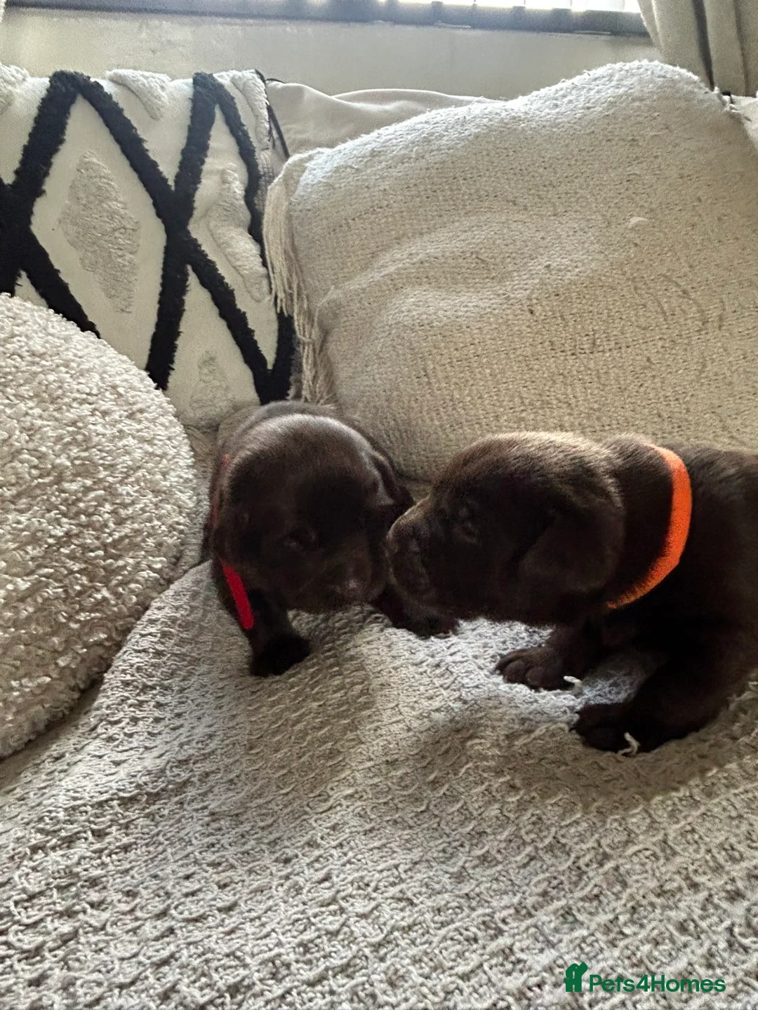 Labrador Retriever dogs for sale: KC Labrador puppies - Advert 18