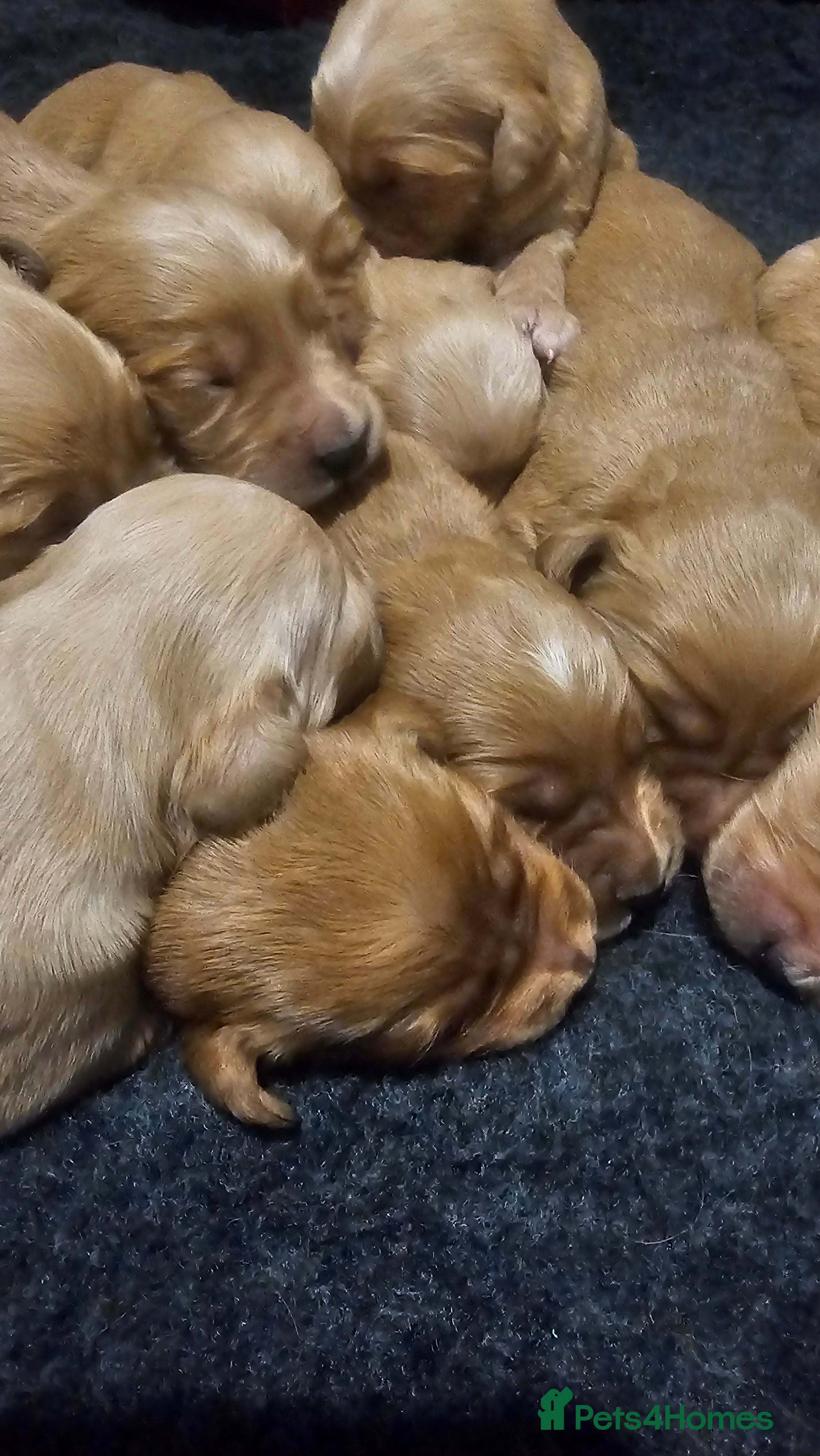 Golden Retriever dogs Amazing shades long awaited litter - Advert 3