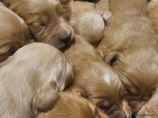 Golden Retriever dogs Amazing shades long awaited litter - Advert 3