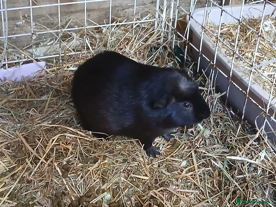 Guinea Pig rodents for sale: Baby Boar Guinea Pigs for Sale - Advert 1